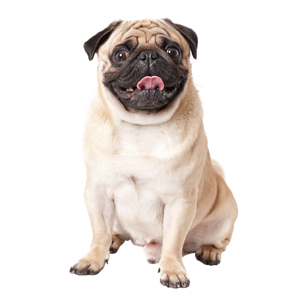 Cachorro feliz
