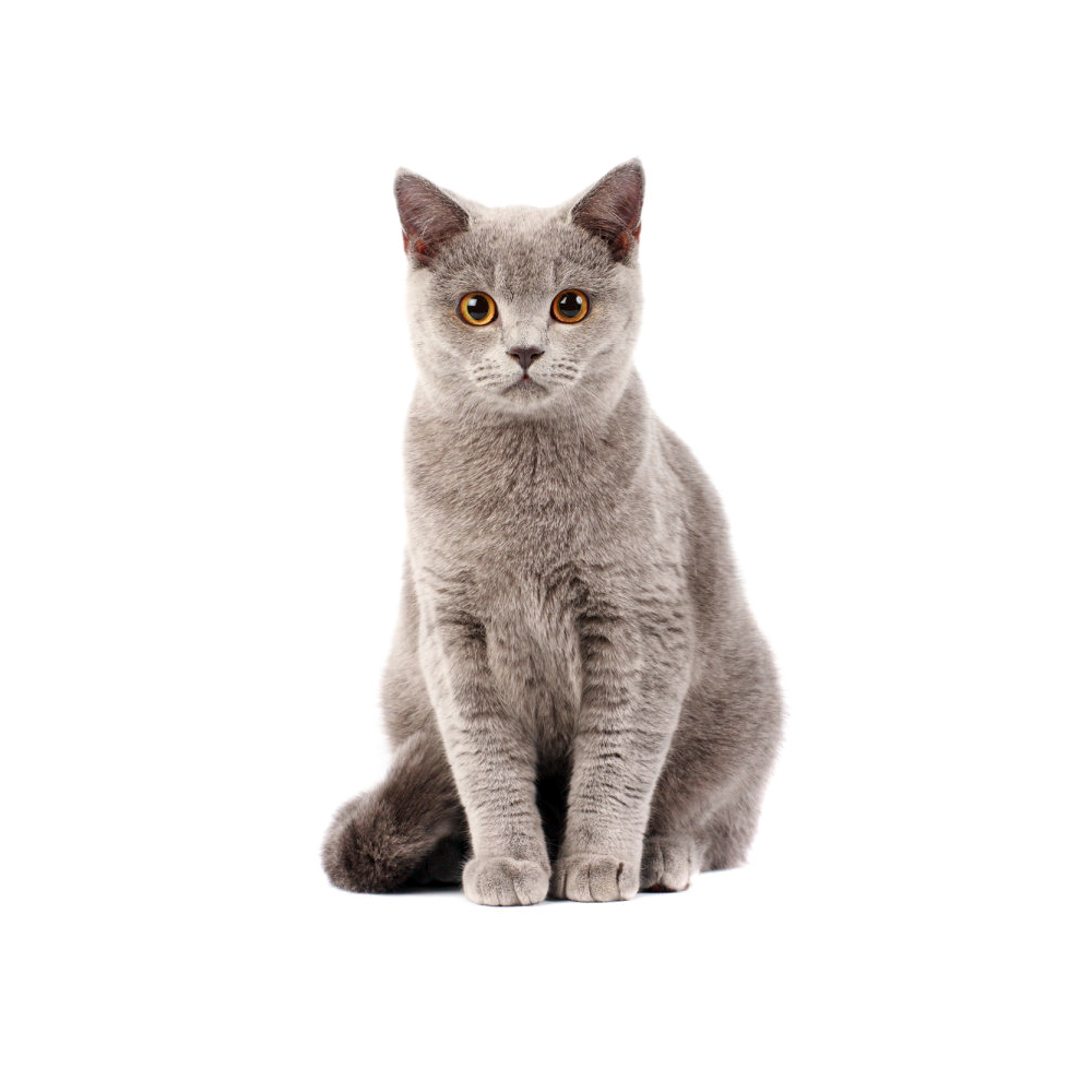 Gato Cinza